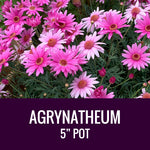 AGRYNATHEUM - 5" POT