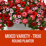 MIXED VARIETY (TRIXI) - ROUND PLANTER
