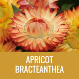 STRAW FLOWER (BRACTEANTHEA) - 8" POT