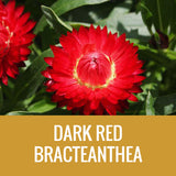 STRAW FLOWER (BRACTEANTHEA) - 8" POT
