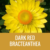 STRAW FLOWER (BRACTEANTHEA) - 8" POT