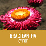 STRAW FLOWER (BRACTEANTHEA) - 8" POT