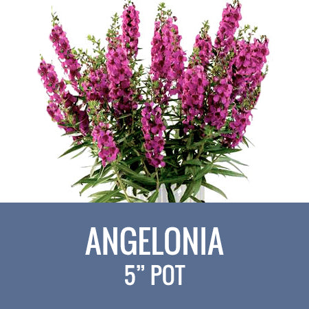 ANGELONIA- 5" POT
