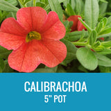 CALIBRACHOA - 5" POT