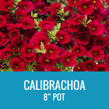 CALIBRACHOA - 8" POT