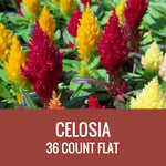 CELOSIA - 36 PLANT FLAT