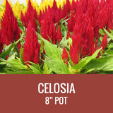 CELOSIA - 8" POT