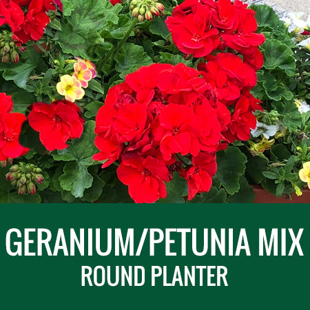 GERANIUM/PETUNIA WITH ACCENTS (MIX) - ROUND PLANTER