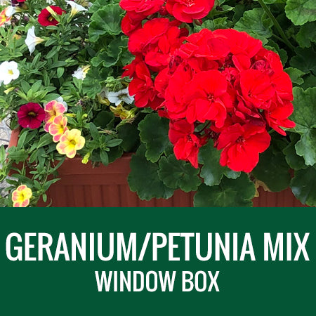 GERANIUM/PETUNIA WITH ACCENTS (MIX) - WINDOW BOX
