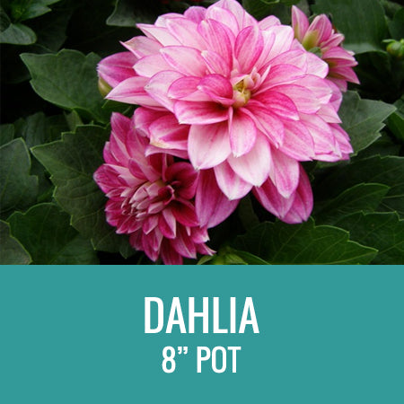 DAHLIA - 8" POT