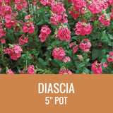 DIASCIA - 5" POT