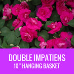 IMPATIENS (Double) - 10" HANGING BASKET