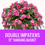 IMPATIENS (Double) - 12" HANGING BASKET