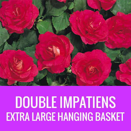 IMPATIENS (Double) - EXTRA LARGE HANGING BASKET