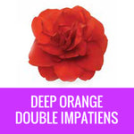 IMPATIENS (Double) - FLOWER POUCH