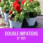 IMPATIENS (Double Impatiens) - 6" POT