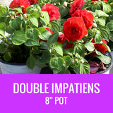 IMPATIENS (Double Impatiens) - 8" POT
