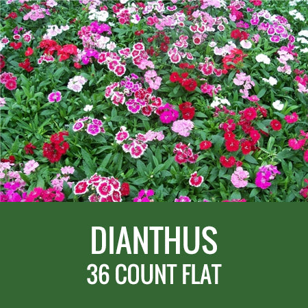 DIANTHUS - 36 PLANT FLAT