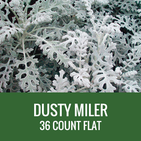 DUSTY MILLER - 36 PLANT FLAT