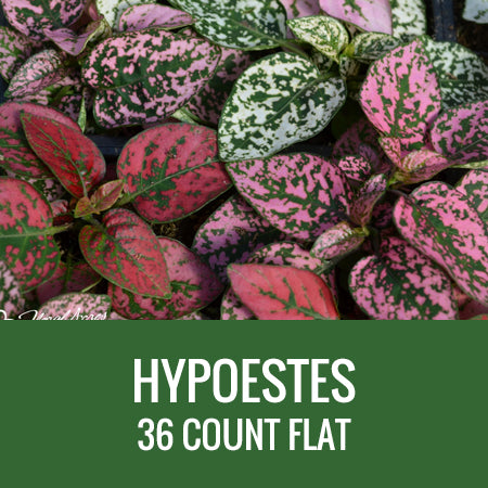 HYPOESTES - 36 PLANT FLAT