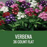 VERBENA - 36 PLANT FLAT