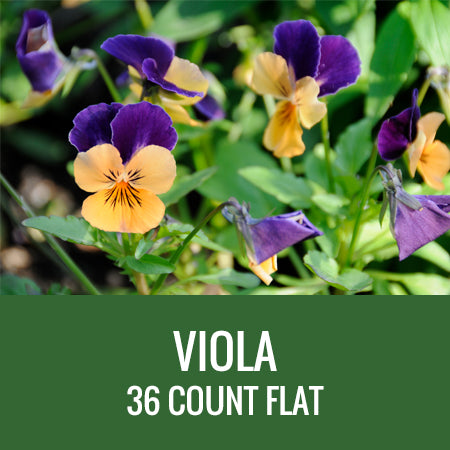VIOLA - 36 PLANT FLAT