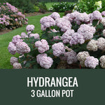 HYDRANGEA - 3 GALLON POT