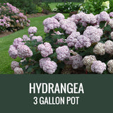 HYDRANGEA - 3 GALLON POT
