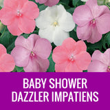 IMPATIENS (Dazzler) - ROUND PLANTER