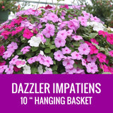 IMPATIENS (Dazzler)  - 10" HANGING BASKET