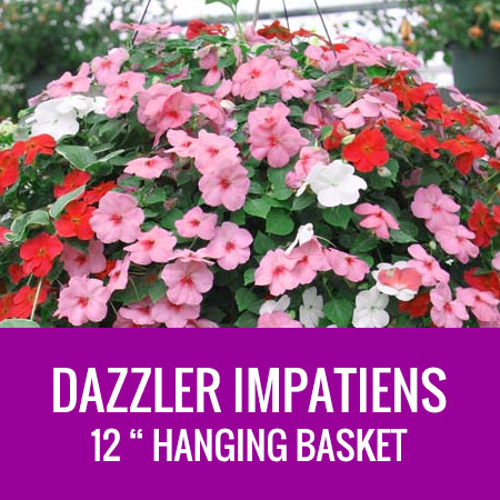 IMPATIENS (Dazzler)  - 12" HANGING BASKET