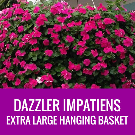 big lots hanging plants EXTRA LARGE HANGING BASKETS – Johansen Farms