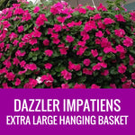 IMPATIENS (Dazzler) - EXTRA LARGE HANGING BASKET