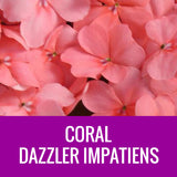 IMPATIENS (Dazzler)  - 36 PLANT FLAT