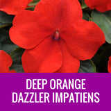 IMPATIENS (Dazzler)  - 36 PLANT FLAT