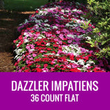 IMPATIENS (Dazzler)  - 36 PLANT FLAT