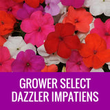 IMPATIENS (Dazzler)  - 36 PLANT FLAT