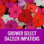IMPATIENS (Dazzler) - FLOWER POUCH
