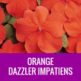 IMPATIENS (Dazzler) - ROUND PLANTER