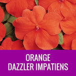 IMPATIENS (Dazzler) - EXTRA LARGE HANGING BASKET