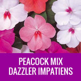 IMPATIENS (Dazzler)  - 36 PLANT FLAT