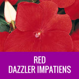 IMPATIENS (Dazzler)  - 36 PLANT FLAT