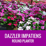 IMPATIENS (Dazzler) - ROUND PLANTER