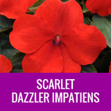 IMPATIENS (Dazzler) - ROUND PLANTER
