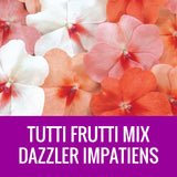 IMPATIENS (Dazzler) - ROUND PLANTER