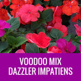 IMPATIENS (Dazzler) - ROUND PLANTER