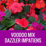 IMPATIENS (Dazzler) - FLOWER POUCH