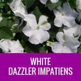 IMPATIENS (Dazzler)  - 36 PLANT FLAT