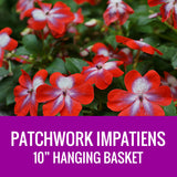 IMPATIENS (Patchwork) - 10" HANGING BASKET