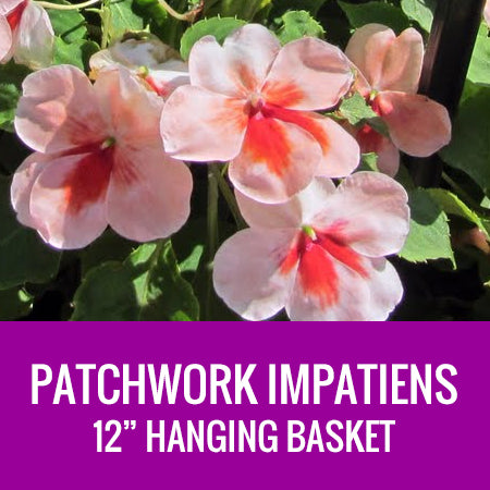 IMPATIENS (Patchwork) - 12" HANGING BASKET